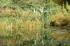 Around the lily pond, Monet's garden, Giverny FR