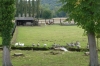Geese on the river L'Epte, Giverny FR