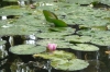 Monet's lily pond, Giverny FR