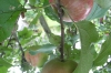 Apples were everywhere in Russia - Autumn, apple season, but it also appeared to be one of the main crops.