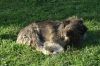 Lots of dogs in Russia.  This one enjoying the last of the sunshine in Sergiev-Posad.