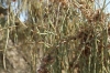 Desert Tree, Gonur Dep TM