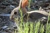 Cottontail rabbit grazing outside our room