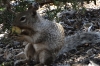 Squirrel feeding. Walk from Pipe Creek Vista to Mather Point, Grand Canyon, AZ