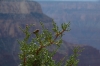 Juniper berries. Mohave Point, Grand Canyon, AZ