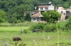Buffalo. Countryside near Yangshuo, China