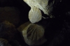 Waitomo and Ruakuri Caves with glowworms NZ