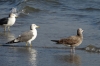 Seagulls on the beach at Hase, Japan