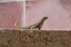 Lizard at the Fortaleza de San Carlos de la Cabana, Havana CU