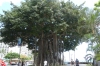 Banyan tree, Waikiki HI USA