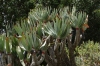 Kumara plicatilis, Harold Porter National Botanical Gardens. Betty's Bay, South Africa