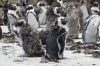 African Penguins (moulting season), Betty's Beach, South Africa
