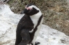 African Penguins (moulting season), Betty's Beach, South Africa