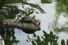 Turtle in the pond in Kowloon Park HK