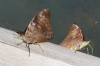 Butterflies on the walk to Iguazú Falls AR