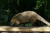 Coatis on Lower Trail at Iguazú Falls AR Coatis on Lower Trail at Iguazú Falls AR