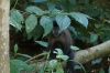 Monkeys on Lower Trail at Iguazú Falls AR Monkeys on Lower Trail at Iguazú Falls AR