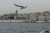 Seagulls and the Bosphorus