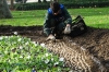 Planting for Spring in the Guihane Park