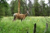 Young male elk on the road to Signal Mountain, Great Teton Park, WY