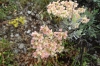 Flowers at Mountain View turnout, Great Teton Park