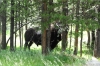 Bison in Hayden Valley, Yellowstone National Park, WY