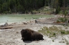 Bison chewing the cud at Sour Lake, Mud Volcano, Yellowstone National Park, WY