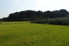 Rice paddies - just for the birds, Junam Wetlands Park, near Busan, South Korea