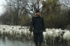 Shep & goats n the road, near Kvareli