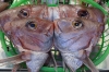 Fish heads at Omi-cho Market, Kanazawa, Japan