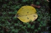 Autumn leaf & moss, Kenrokuen Gardens, Kanazawa, Japan