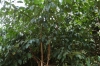 Cinnamon tree, Kidichi Spice Farm, Zanzibar Island, Tanzania