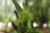Vanilla vine with flowers & pods, Kidichi Spice Farm, Zanzibar Island, Tanzania
