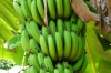 Plantain or cooking bananas, Kidichi Spice Farm, Zanzibar Island, Tanzania
