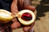 Mace (red) and nutmeg kernal, Kidichi Spice Farm, Zanzibar Island, Tanzania