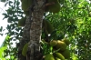Jack Fruit, Kidichi Spice Farm, Zanzibar Island, Tanzania