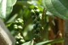 Peppercorn vine, Kidichi Spice Farm, Zanzibar Island, Tanzania