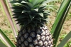 Pineapple, Kidichi Spice Farm, Zanzibar Island, Tanzania
