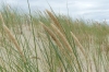 Nagliy Nature Reserve (the Dead Dunes), Curonian Spit LT Nagliy Nature Reserve (the Dead Dunes), Curonian Spit LT