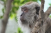 Monkeys at the entrance to the Bird Park, Kuala Lumpur