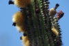 Cactus and fruit in the Sierra La Laguna, south of La Paz