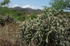 Cactus and fruit in the Sierra La Laguna, south of La Paz