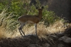 Kill Springer (antelope family), Lake Manyara Park, Tanzania