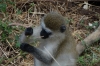 Verveb Monkey,Lake Manyara Park, Tanzania