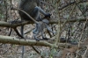 Verveb Monkey, Lake Manyara Park, Tanzania