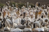 Pelicans on Lake Manyara, Tanzania