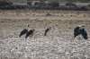 Maribou Storks on Lake Manyara, Lake Manyara Park, Tanzania