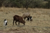 Goats on the rough raod out of Masaimara, Kenya