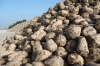 A huge pile of sugar beet near Château D’Etoges, but I saw bigger piles