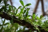 Jicaro tree, grows in harshest environments